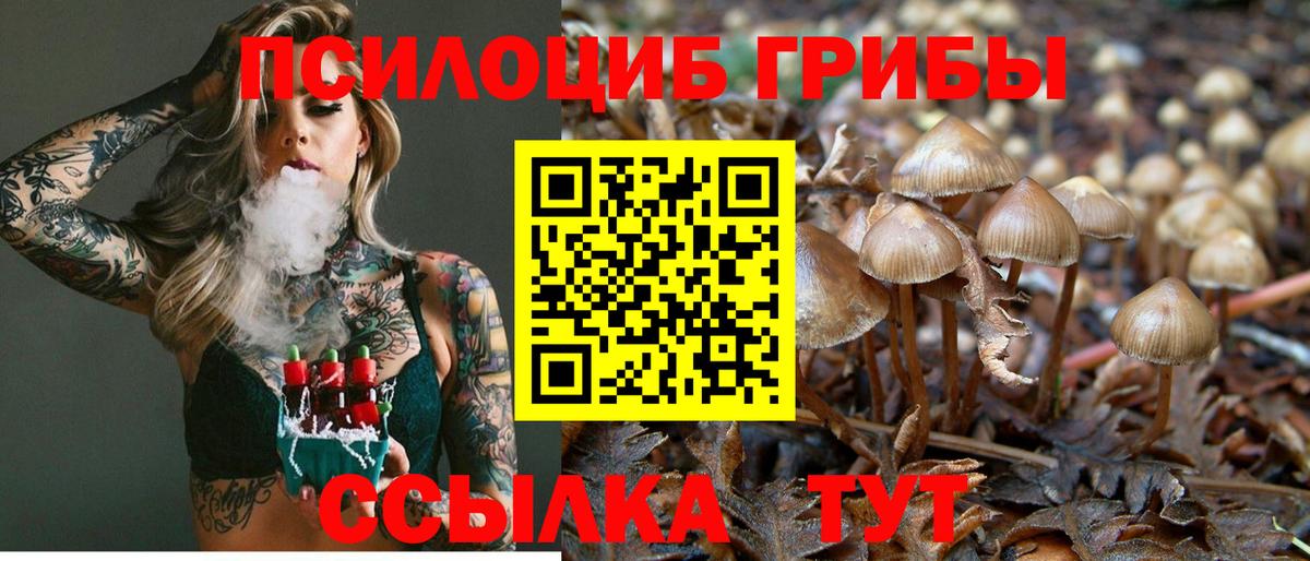 Галлюциногенные грибы Psilocybine cubensis Дедовск